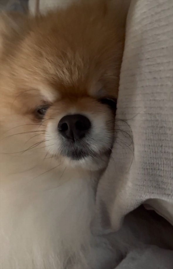 愛犬と迎える朝がうらやましすぎる!目を覚ましたらポメラニアンが目の前にいる光景に「幸せの極みですね~」「天使がいる!」