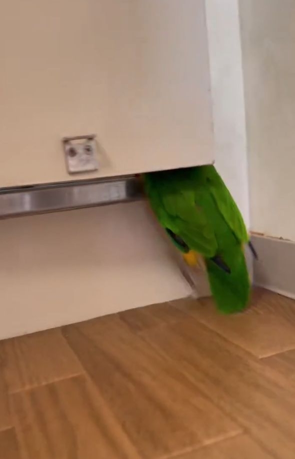 ドアの隙間にクチバシを入れるインコ。テコの原理でドアを開けた！？「とても賢い」「賢すぎでしょ」