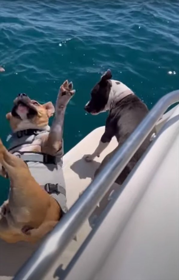 泳いでいる飼い主さんの姿を眺めている子犬たち。すると、一頭がボートから落ちるアクシデントが！その理由にビックリ！！【海外・動画】