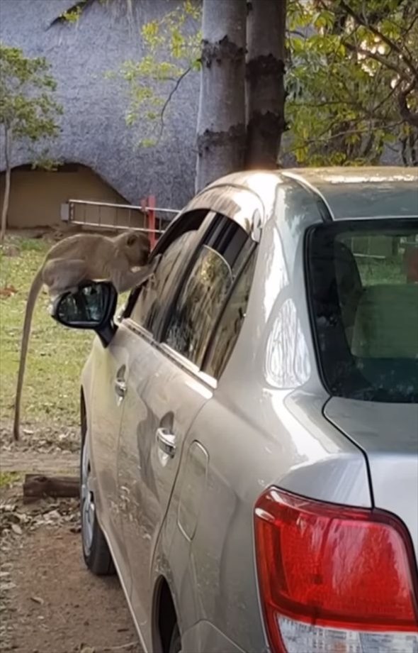 少しだけ窓を開けて駐車していた車にとんだハプニングが！！『ある動物』たちが入り込んだりイタズラしたりとやりたい放題に！！【海外・動画】