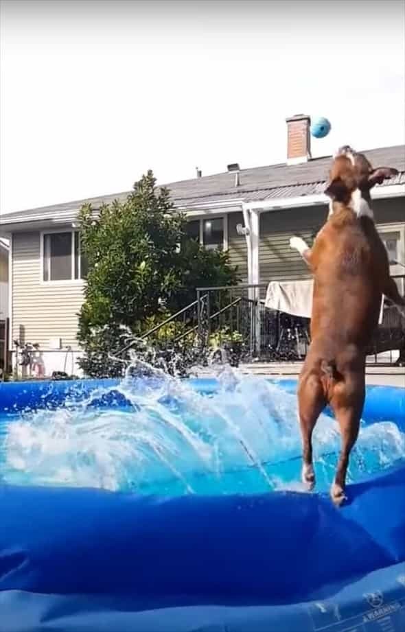 豪快なジャンプを見せて宙に放たれたボールをキャッチした愛犬。その体はプールにこれまた豪快にザブンと着水！！【海外・動画】