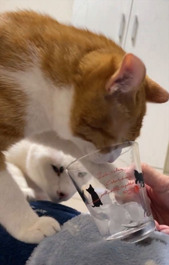 コップから氷水を飲む猫。チョンチョンと氷を突いたりもしますが・・盛大に空振りしちゃうのもかわいい！！