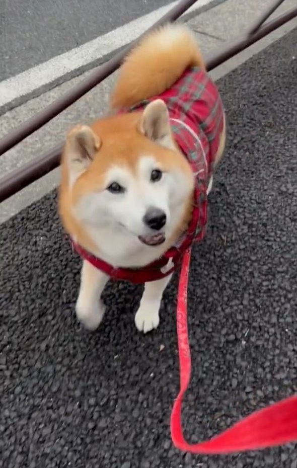 雨が降る中、いつも写真を撮ってる場所で足を止めようとしてくれた優しい柴犬。「場所がちゃんとわかってるのね」「優しい眼をしてる」