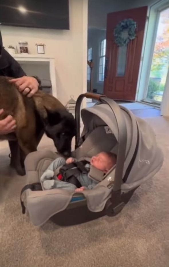 愛犬のマリノアは大興奮！初めて会った飼い主さんの赤ちゃんのことがさっそく大好きになったみたい！！