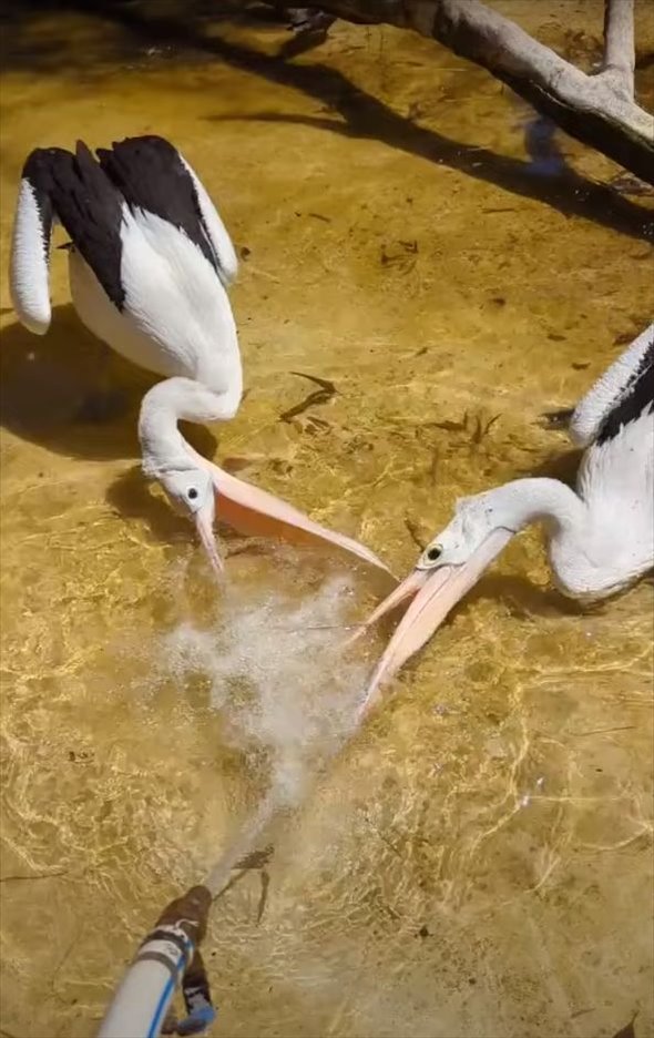 水遊びをするペリカンたち！その体勢がなんだかスゴいことになっていますよ！！【海外・動画】