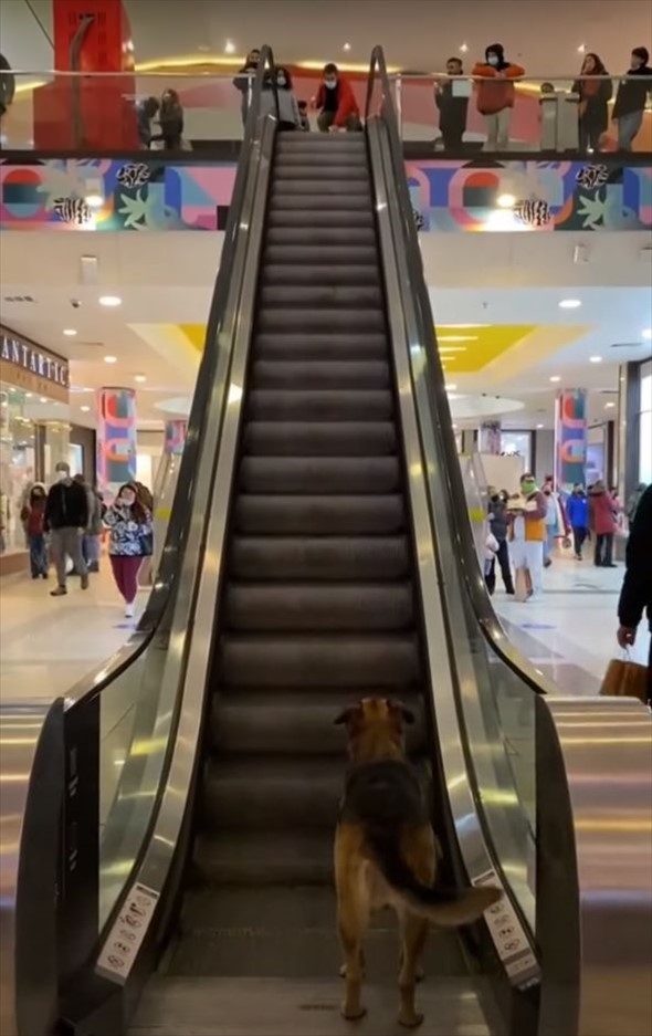 エスカレーターの乗り場でじっと上の階を見つめている犬。実はこの子、『あること』を待っていたのです！【海外・動画】