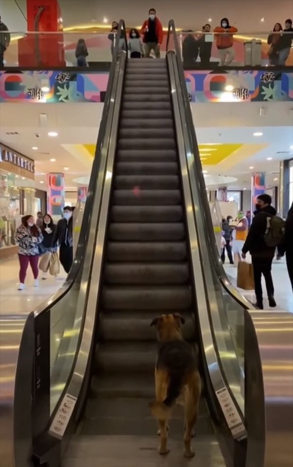 エスカレーターの乗り場でじっと上の階を見つめている犬。実はこの子、『あること』を待っていたのです！【海外・動画】