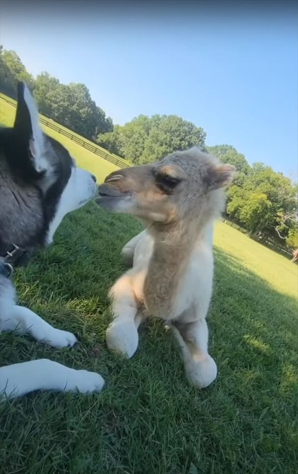 家の中を楽しげに走る『ある動物』。ハスキー犬と一緒に暮らしているその動物の正体は、砂漠に住むあの動物！！【海外・動画】