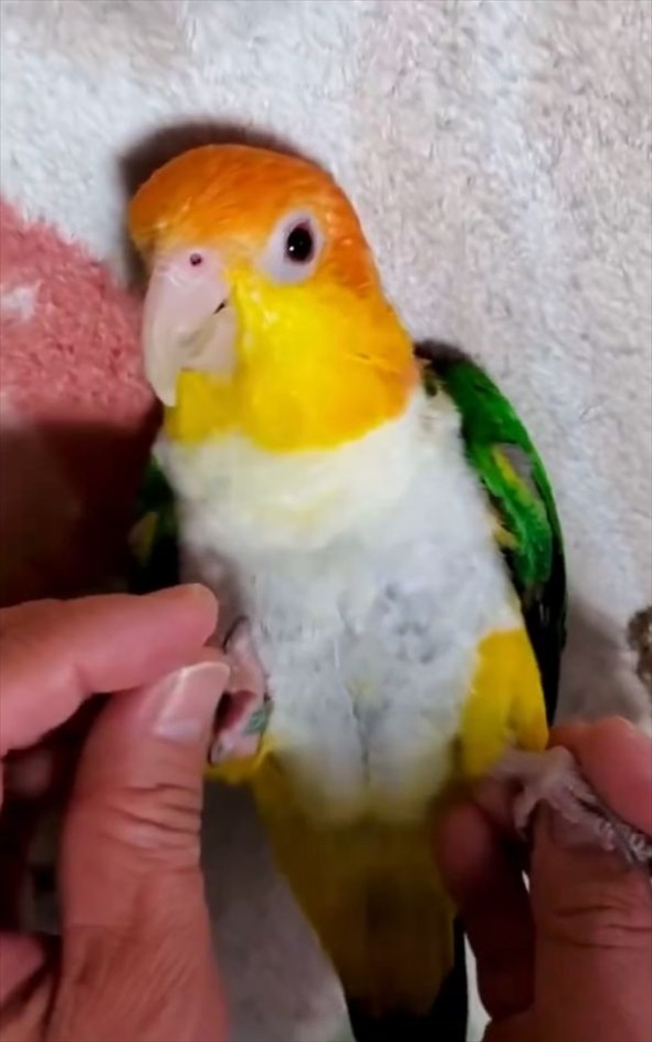 「甘えん坊将軍。いや・・・姫」飼い主さんに甘えるシロハラインコがかわいすぎる！