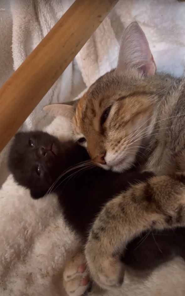 母の愛が伝わってくる！母猫が赤ちゃん猫をやさしくハグをして寝ています【アメリカ・動画】