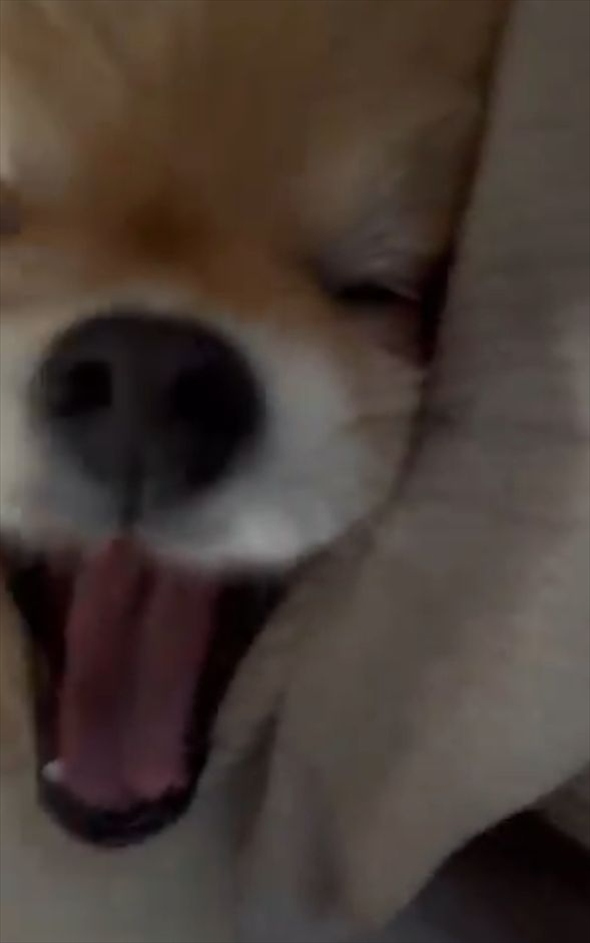愛犬と迎える朝がうらやましすぎる!目を覚ましたらポメラニアンが目の前にいる光景に「幸せの極みですね~」「天使がいる!」