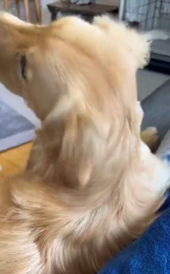 「ねぇねぇ!」と愛犬を呼んだら・・振り向き方がかわいすぎた!!「あざといですね~」「甘え方、勉強になります」