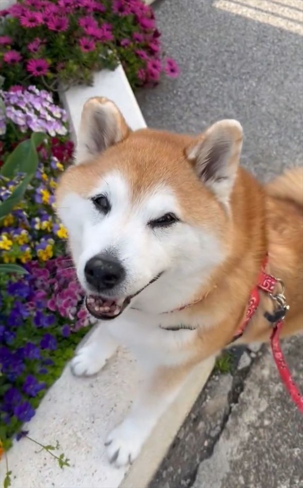 お花の前に行ってポーズ！柴犬のかわいすぎる行動に「もはやプロのモデル」「映えを知り尽くしてる」