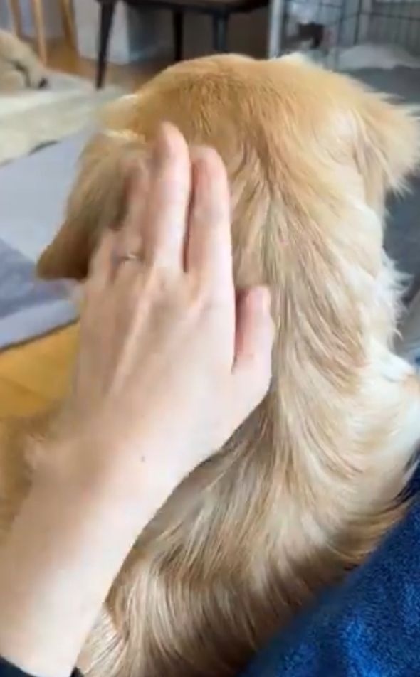「ねぇねぇ!」と愛犬を呼んだら・・振り向き方がかわいすぎた!!「あざといですね~」「甘え方、勉強になります」