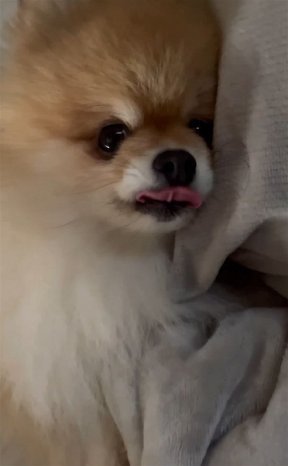 愛犬と迎える朝がうらやましすぎる!目を覚ましたらポメラニアンが目の前にいる光景に「幸せの極みですね~」「天使がいる!」