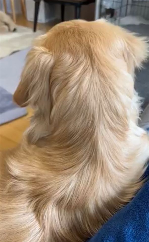 「ねぇねぇ!」と愛犬を呼んだら・・振り向き方がかわいすぎた!!「あざといですね~」「甘え方、勉強になります」