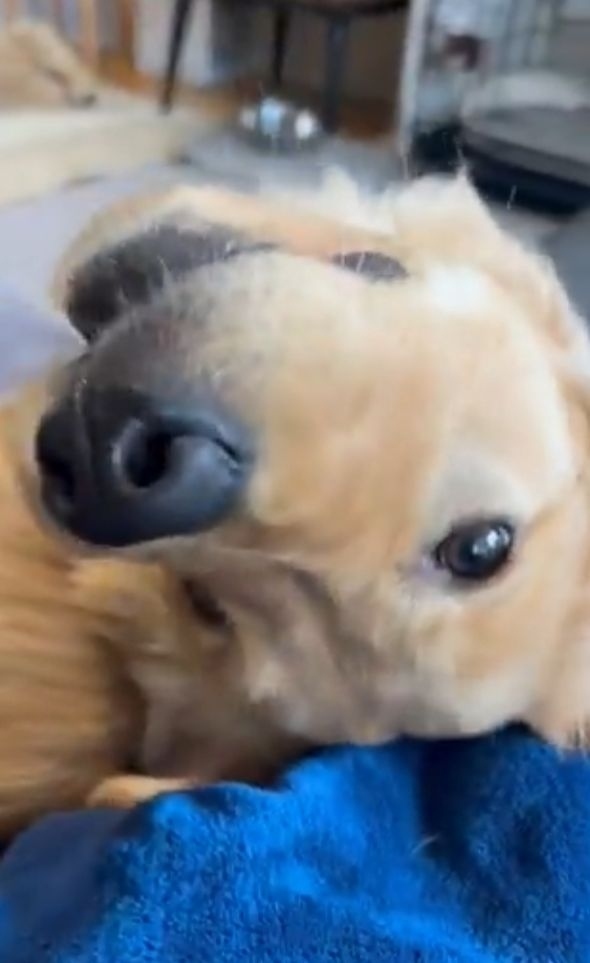 「ねぇねぇ!」と愛犬を呼んだら・・振り向き方がかわいすぎた!!「あざといですね~」「甘え方、勉強になります」