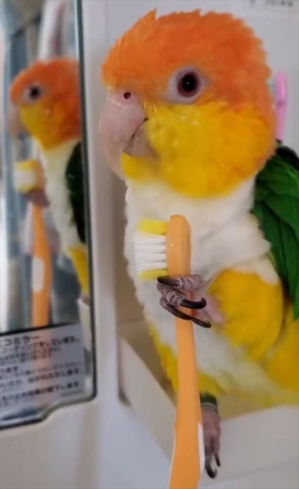 歯ブラシで器用にクチバシみがきをするシロハラインコ。飼い主さんの歯ブラシを使うかわいい姿に「パパさんの事好きなから選んだのかも」「パパの歯ブラシを使ってみたかったんだな」