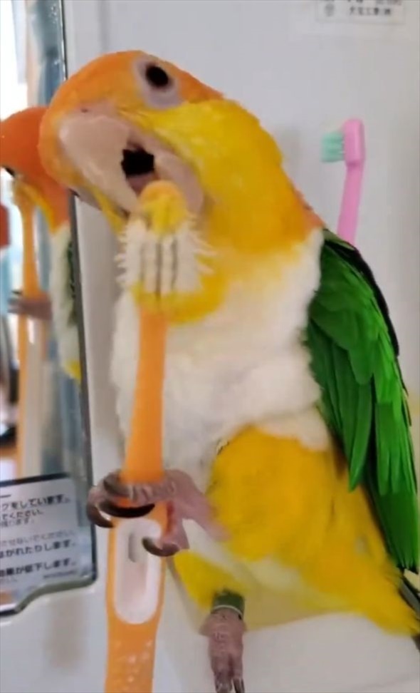 歯ブラシで器用にクチバシみがきをするシロハラインコ。飼い主さんの歯ブラシを使うかわいい姿に「パパさんの事好きなから選んだのかも」「パパの歯ブラシを使ってみたかったんだな」