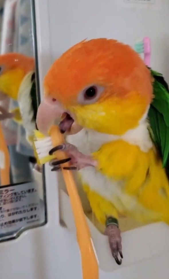 歯ブラシで器用にクチバシみがきをするシロハラインコ。飼い主さんの歯ブラシを使うかわいい姿に「パパさんの事好きなから選んだのかも」「パパの歯ブラシを使ってみたかったんだな」