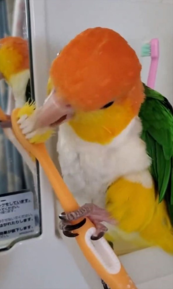 歯ブラシで器用にクチバシみがきをするシロハラインコ。飼い主さんの歯ブラシを使うかわいい姿に「パパさんの事好きなから選んだのかも」「パパの歯ブラシを使ってみたかったんだな」