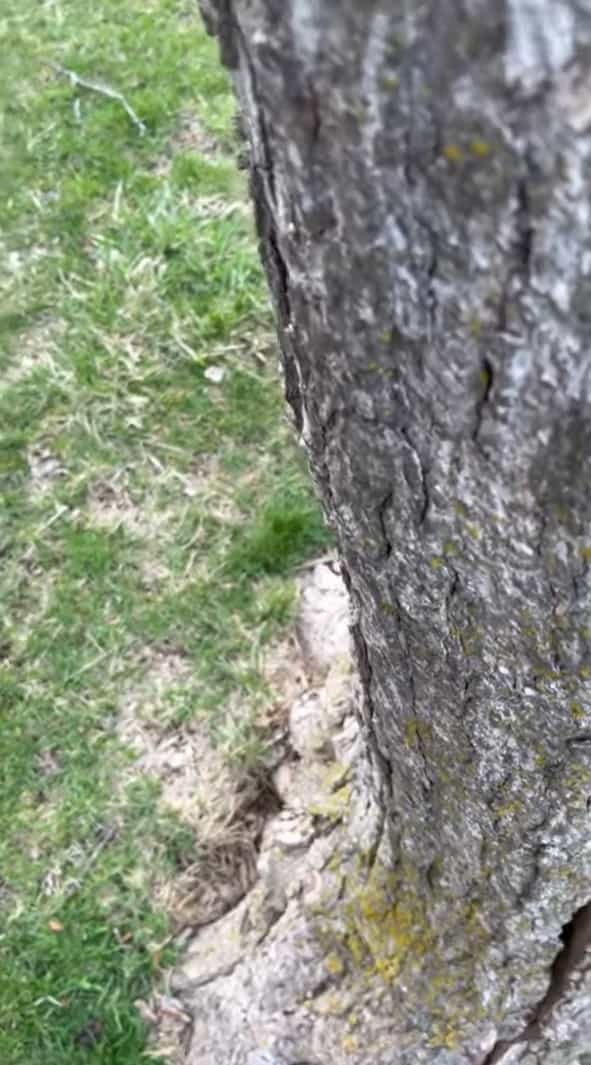 木のウロに入り込んでしまった子猫の様子を確認しようとかざしたスマホを落としたら・・。とてもキュートな子猫の姿が撮れました！【海外・動画】