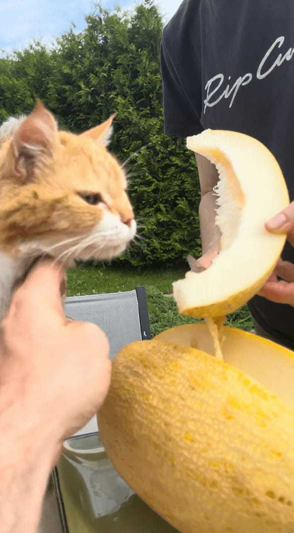 暑い日のおやつはやっぱしメロン！？ジューシーで美味しいみたいで猫は夢中で食べています！！