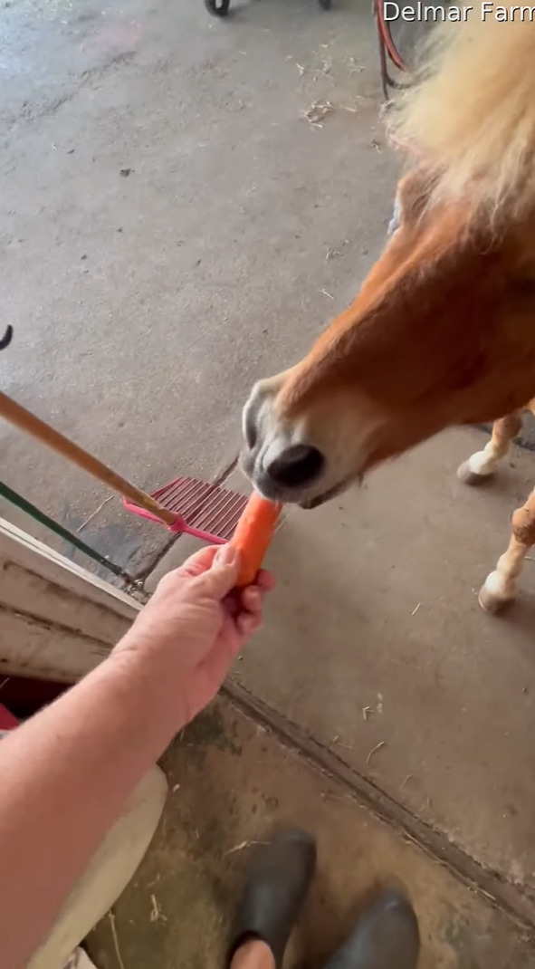 おやつのニンジンを厩舎裏で発見したポニー。もう絶対食べたいと猛アピール！！