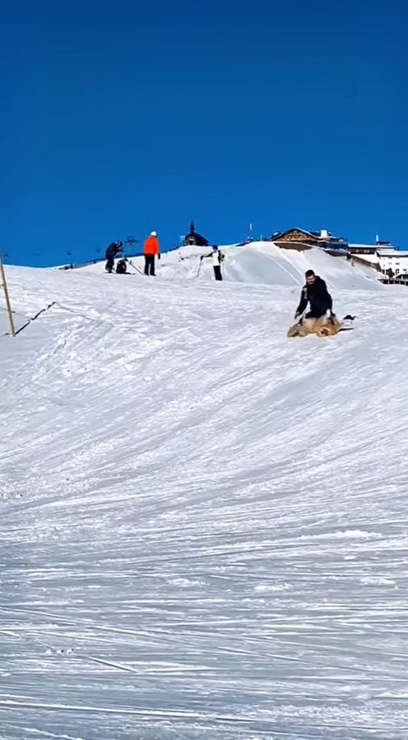 雪の斜面を滑って降りるゴールデンレトリバー。最高に楽しかったのか、「もう一回滑りたいワン」とばかりに、ダッシュで坂を登り戻っていくのでした