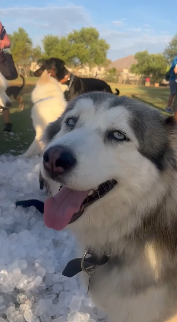 救助犬も暑い日は大変！氷の差し入れをもらってみんな大喜び！！【アメリカ・動画】