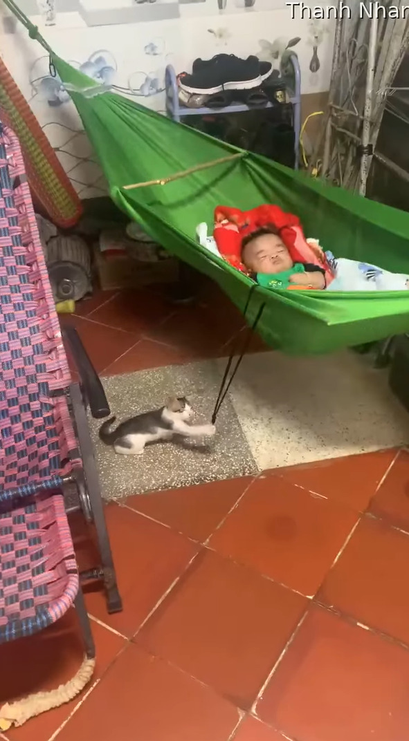 子猫が子守をしている!?赤ちゃんが寝るハンモックをゆらゆら揺らしています!!【海外・動画】