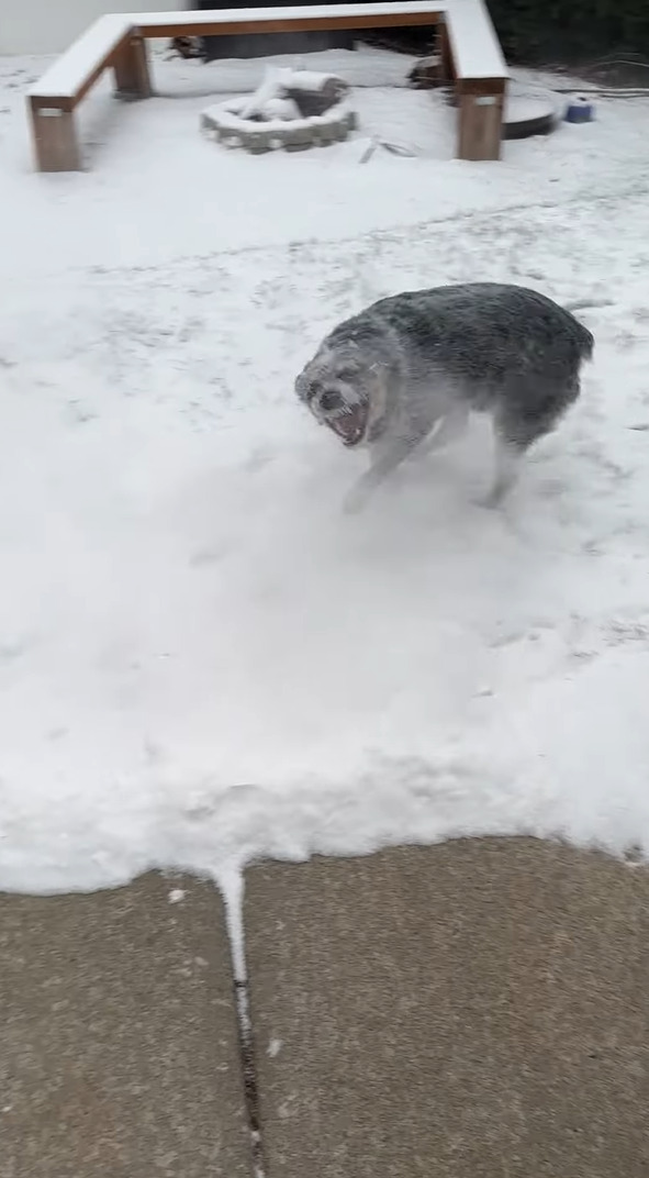 ブロワーで除雪作業をしていたら・・。ブルーヒーラーがはしゃいで楽しそう！！【アメリカ・動画】