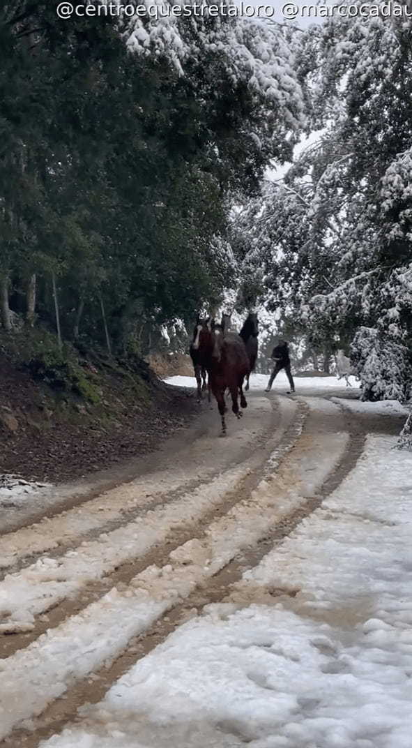 雪が積もった後、外を駆ける馬。その後ろにはスキーに乗って曳いてもらっている男性の姿が！【海外・動画】