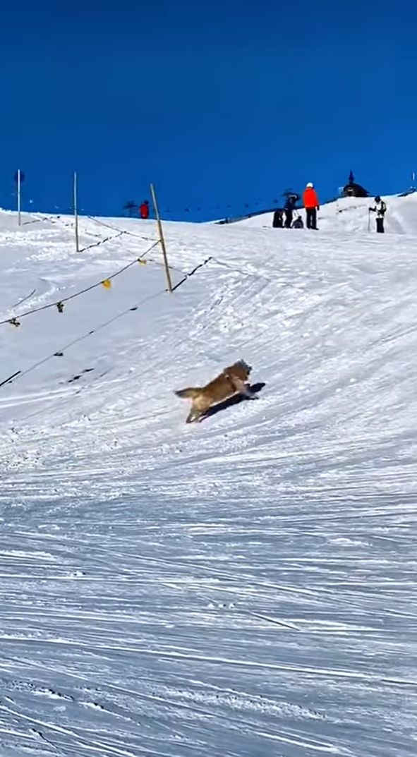 雪の斜面を滑って降りるゴールデンレトリバー。最高に楽しかったのか、「もう一回滑りたいワン」とばかりに、ダッシュで坂を登り戻っていくのでした