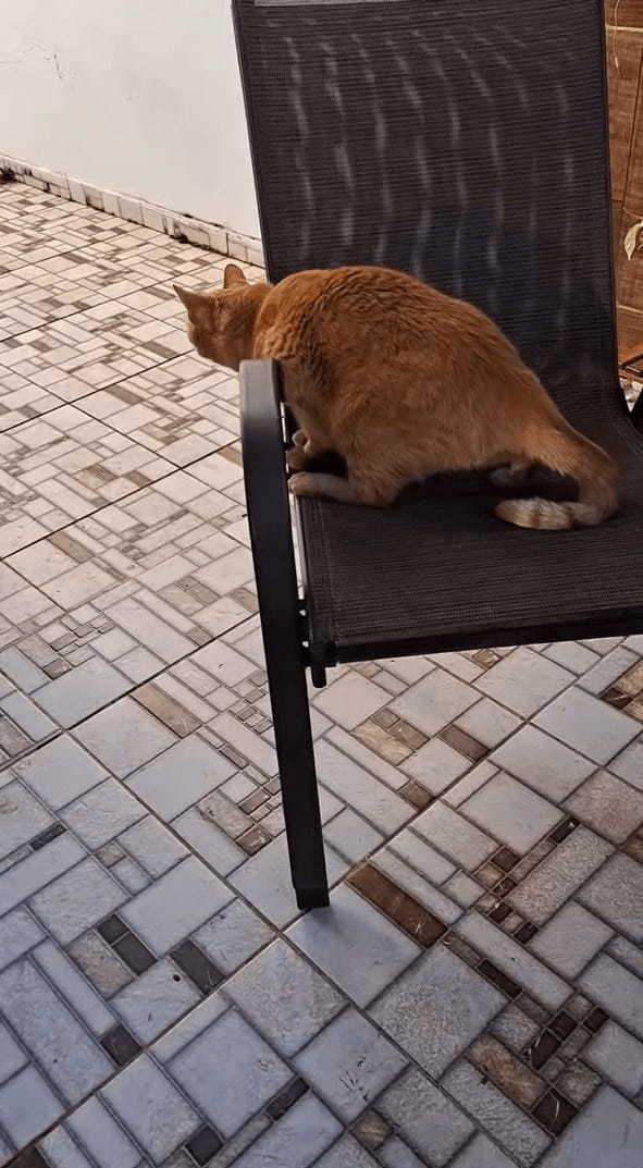 猫たちの思惑が台無し！通路の先にいる鳥を狙ってじっとしていたら・・まさかの事態に！！【海外・動画】