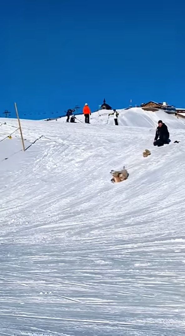 雪の斜面を滑って降りるゴールデンレトリバー。最高に楽しかったのか、「もう一回滑りたいワン」とばかりに、ダッシュで坂を登り戻っていくのでした