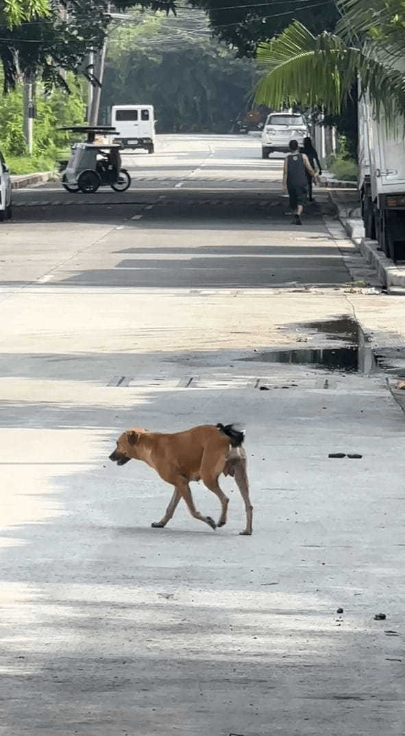 もしかして遊ばれちゃってる！？犬が小鳥にちょっかいをかけられています！！【海外・動画】