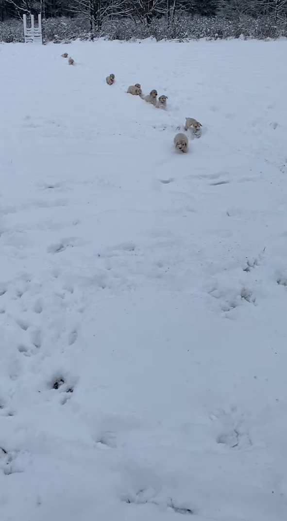 雪の中も元気に動き回るゴールデンレトリバーの子犬たち。深さがあるのか、子犬たちはみんなぴょんぴょん跳ねて移動しています！！