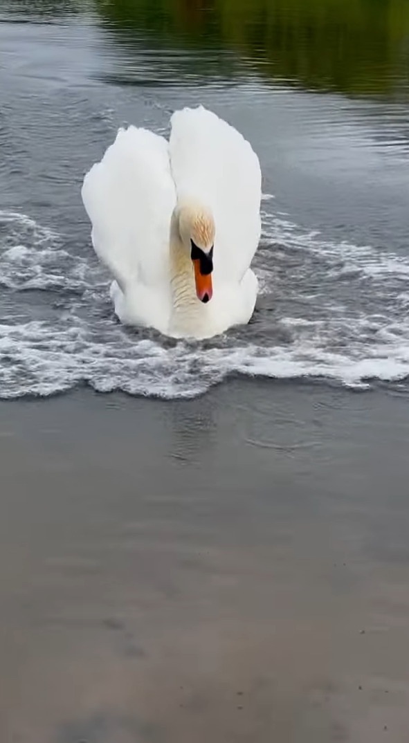 白鳥の着水がスゴい！水面を切ってスピードを落とす足ブレーキも絵になる！！