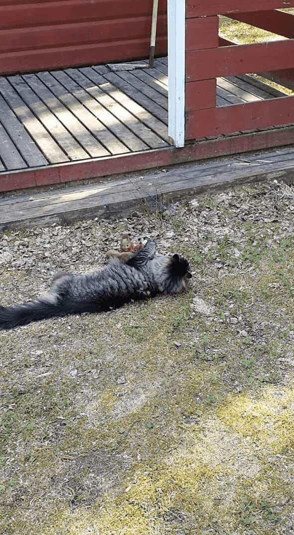 猫の遊び相手はリス！？飛びかかってきたお友達をギュッと抱きしめて猫は満足そう！！【海外・動画】