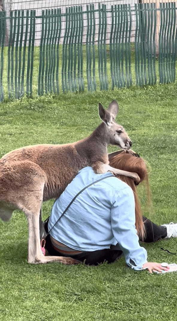 このカンガルー、人懐っこすぎる！毛づくろいをどうしてもしたいみたい！！