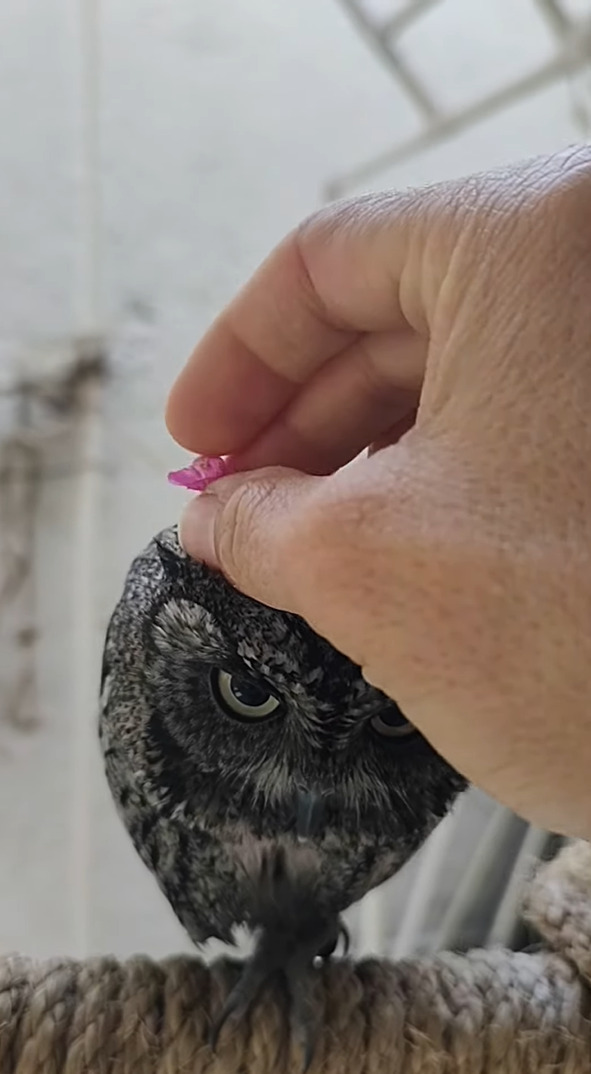 毛糸の玉のようなものを指でツンツン。その正体は、くりんとした大きなおめめがかわいい『ある動物』でした！！【海外・動画】