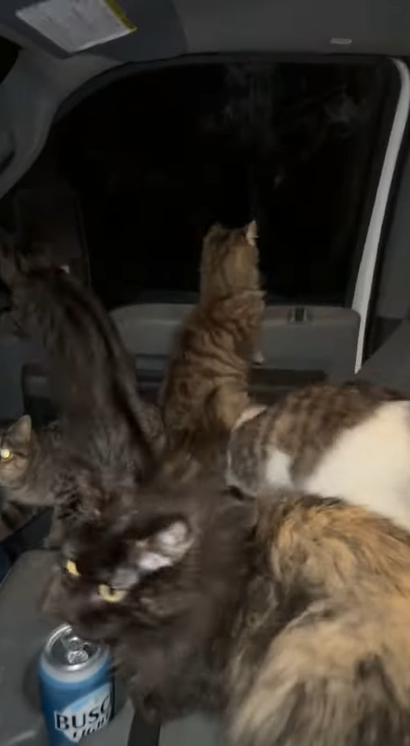 トラックの運転手さんが窓を開けたまま車を離れ戻ってみると車内が大変なことに!!かわいいギャングに占拠されてしまった!?【アメリカ・動画】