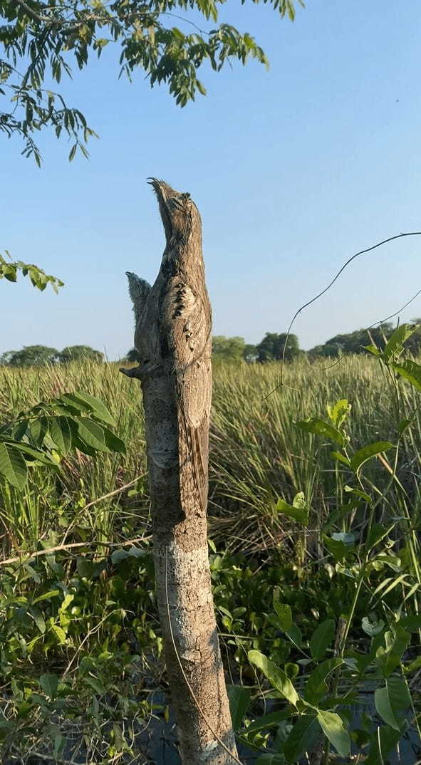 途中で折れた木の幹に見えるこちら、実はそこに擬態した鳥の姿が！皆さんわかりますか？