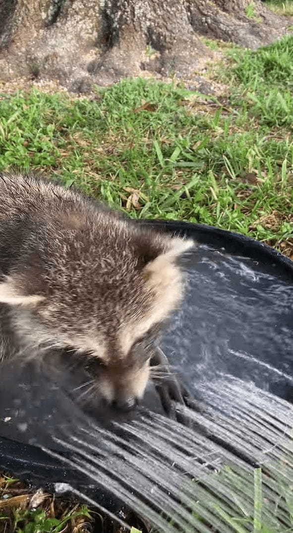 水遊びにやってきたアライグマ。シャワーが勢いよくながれる様子に最初はビックリしたようですが・・・、すぐに慣れたのか水遊びを堪能するのでした