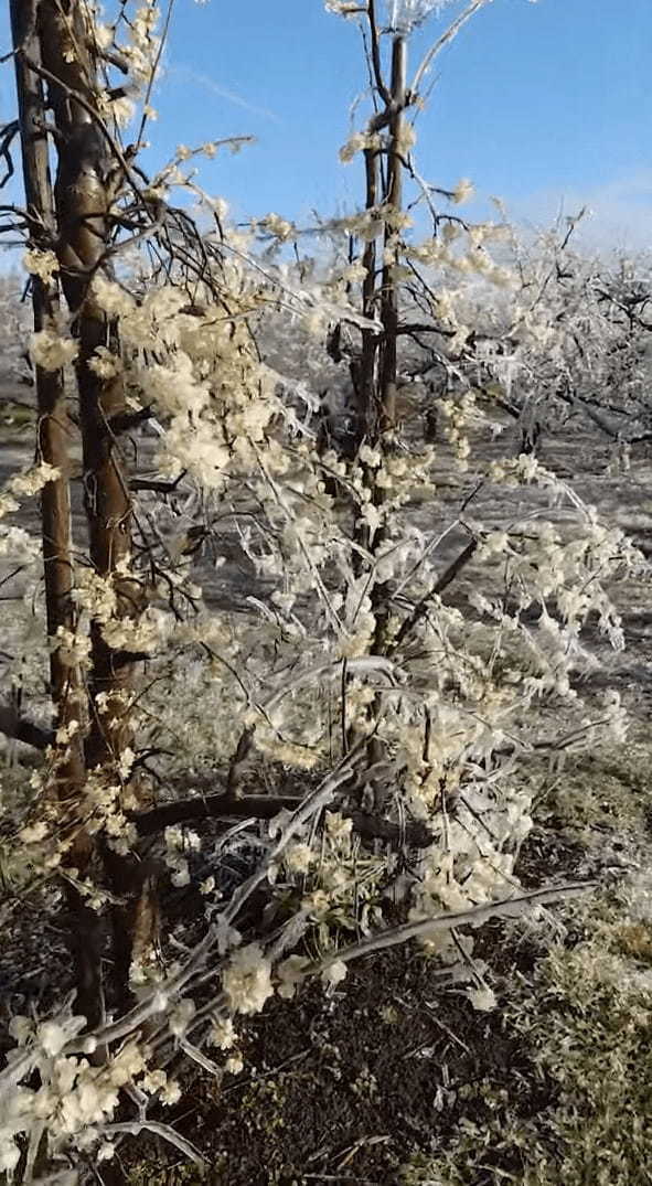 世にも珍しい、凍った満開の花！リンゴやプラムの花が満開に咲き誇っているのに・・・、全て凍っているのです！！花にはツララもできています