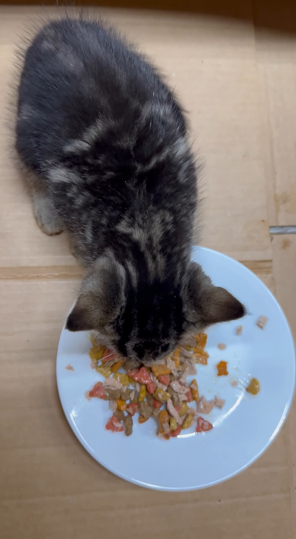 個室でそれぞれ食事をする子猫たち。みんな美味しいごはんに夢中です！！【アメリカ・動画】