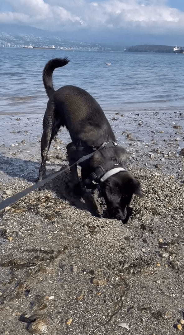 ビーチで穴掘りに奮闘する愛犬。ところが掘れども掘れども穴が埋まるし、海水がしみ出てきます・・！！【海外・動画】