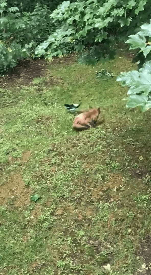 キツネにちょっかいを出すカササギ。キツネの死角からチョイっと突いては離れて・・。その動きはキツネをからかっているみたい【海外・動画】