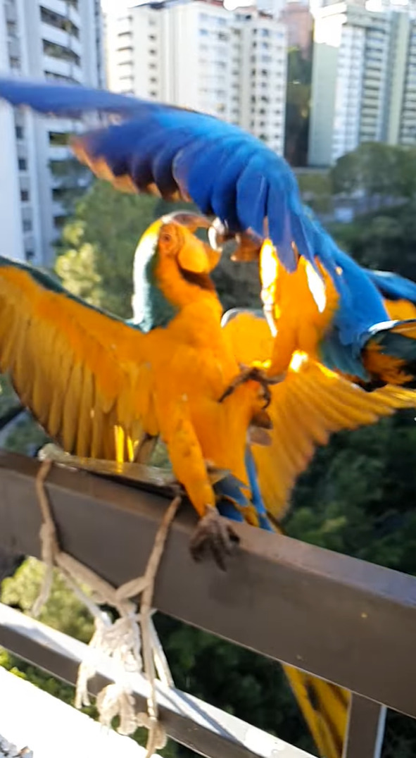 手すりにつかまるルリコンゴウインコたち。一羽が隣の子を突いたら・・、なんとドミノ倒しみたいな事態に！！【海外・動画】